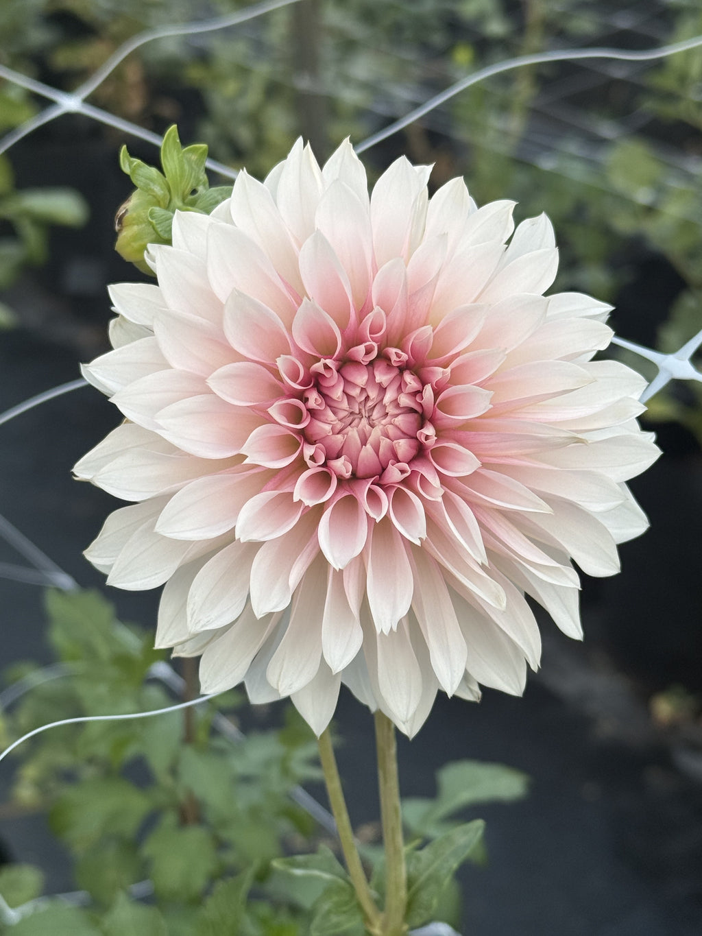 LR 3124 dahlia
