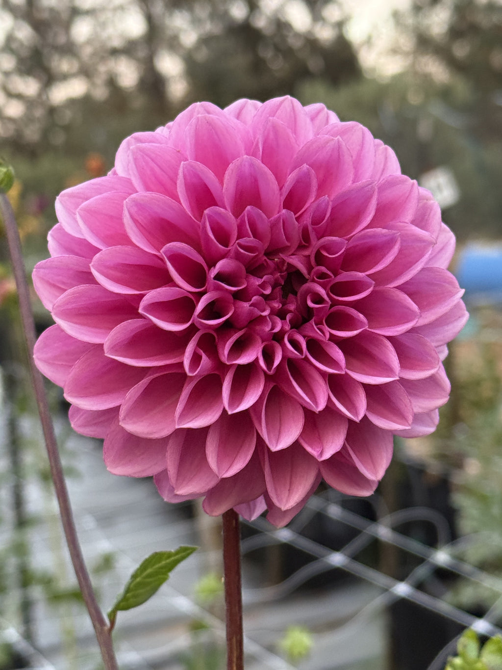 LR Purple Rain dahlia