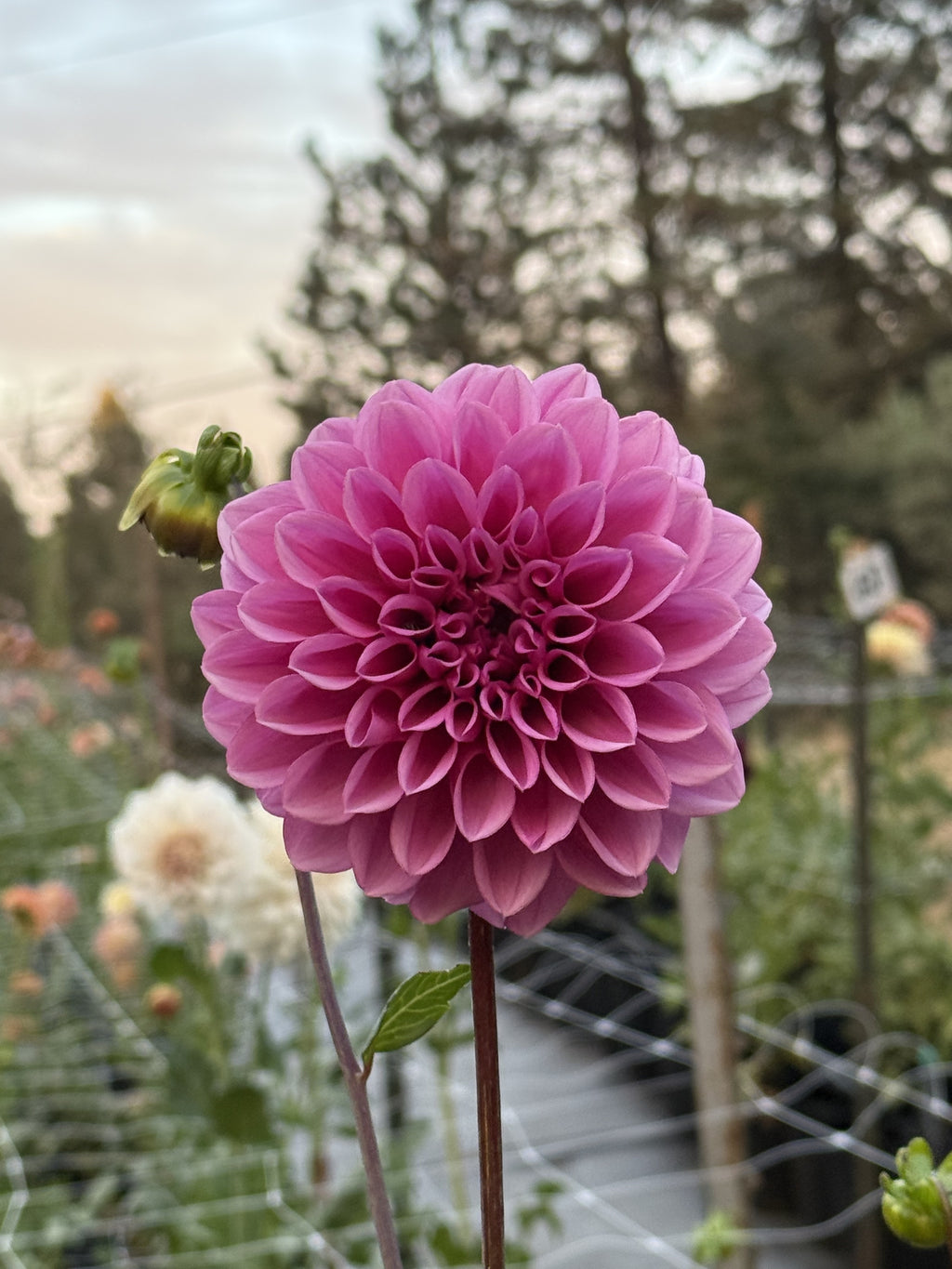 LR Purple Rain dahlia
