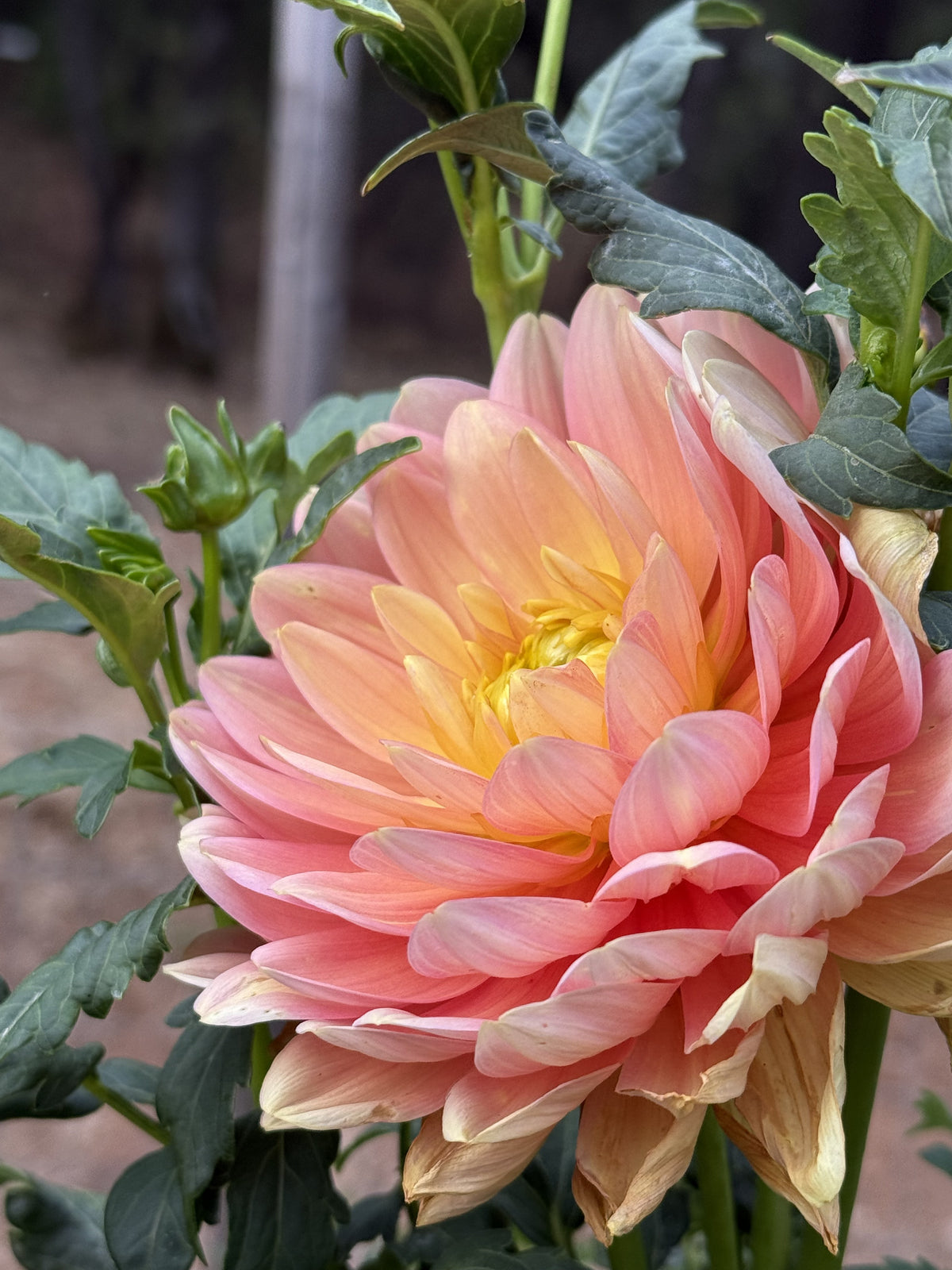 Mak's Georgia dahlia