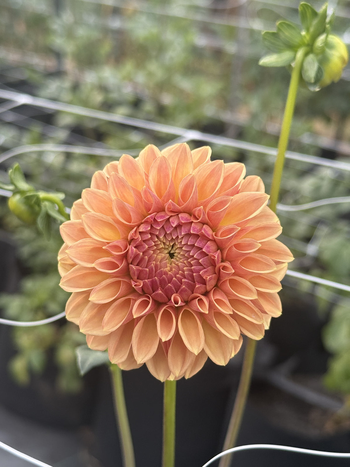 MD's Uncle John dahlia