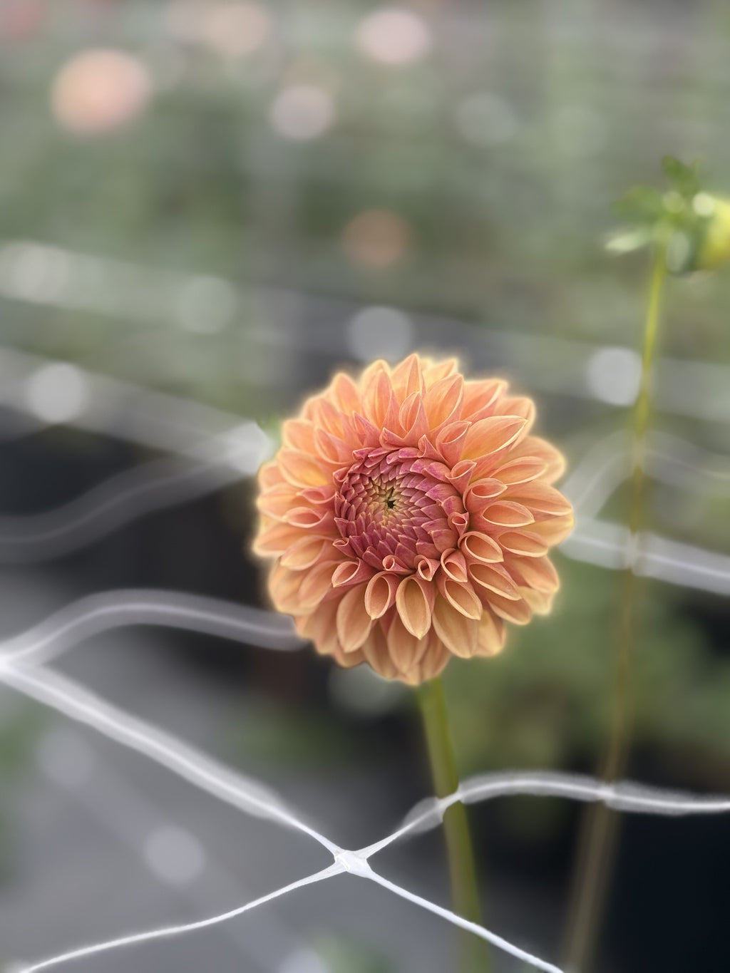 MD's Uncle John dahlia