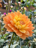 Monet Glory dahlia