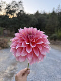 Mrs. Swanee Hunt dahlia