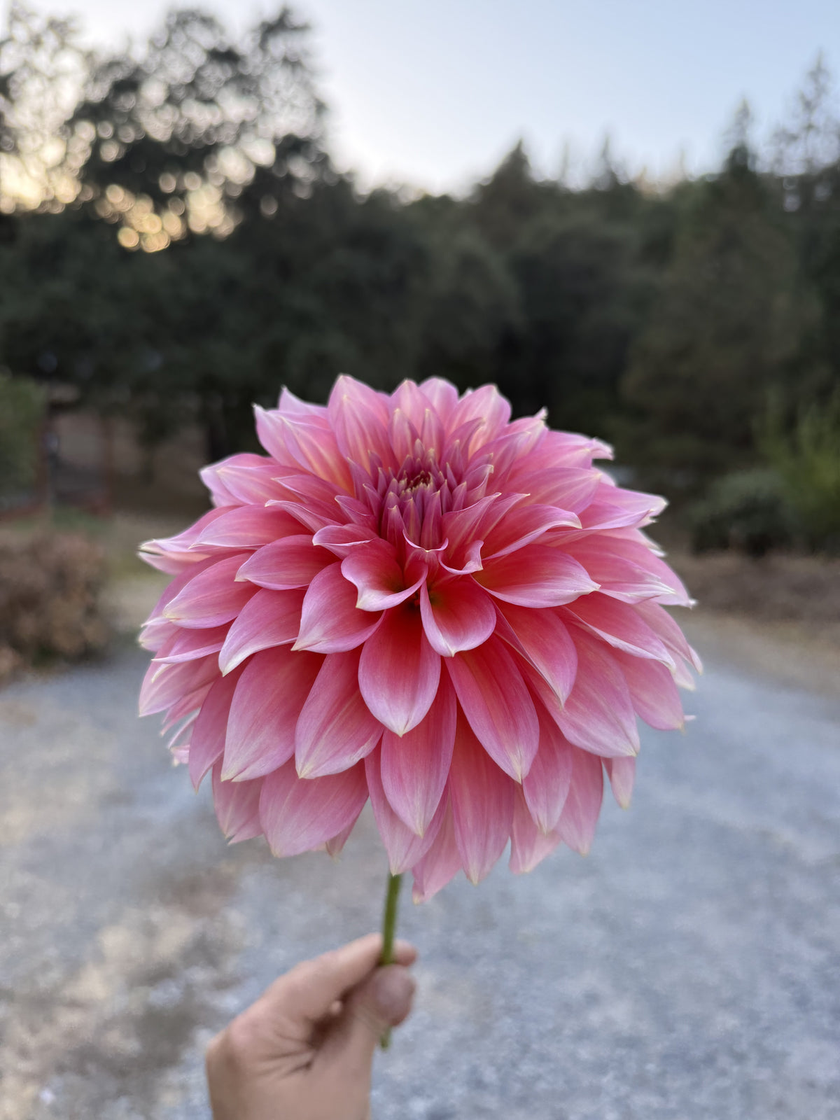 Mrs. Swanee Hunt dahlia