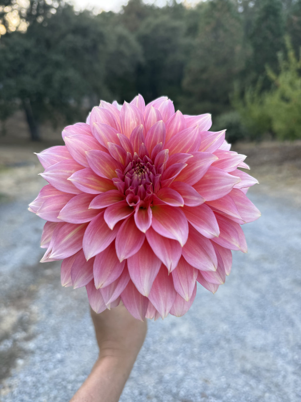 Mrs. Swanee Hunt dahlia