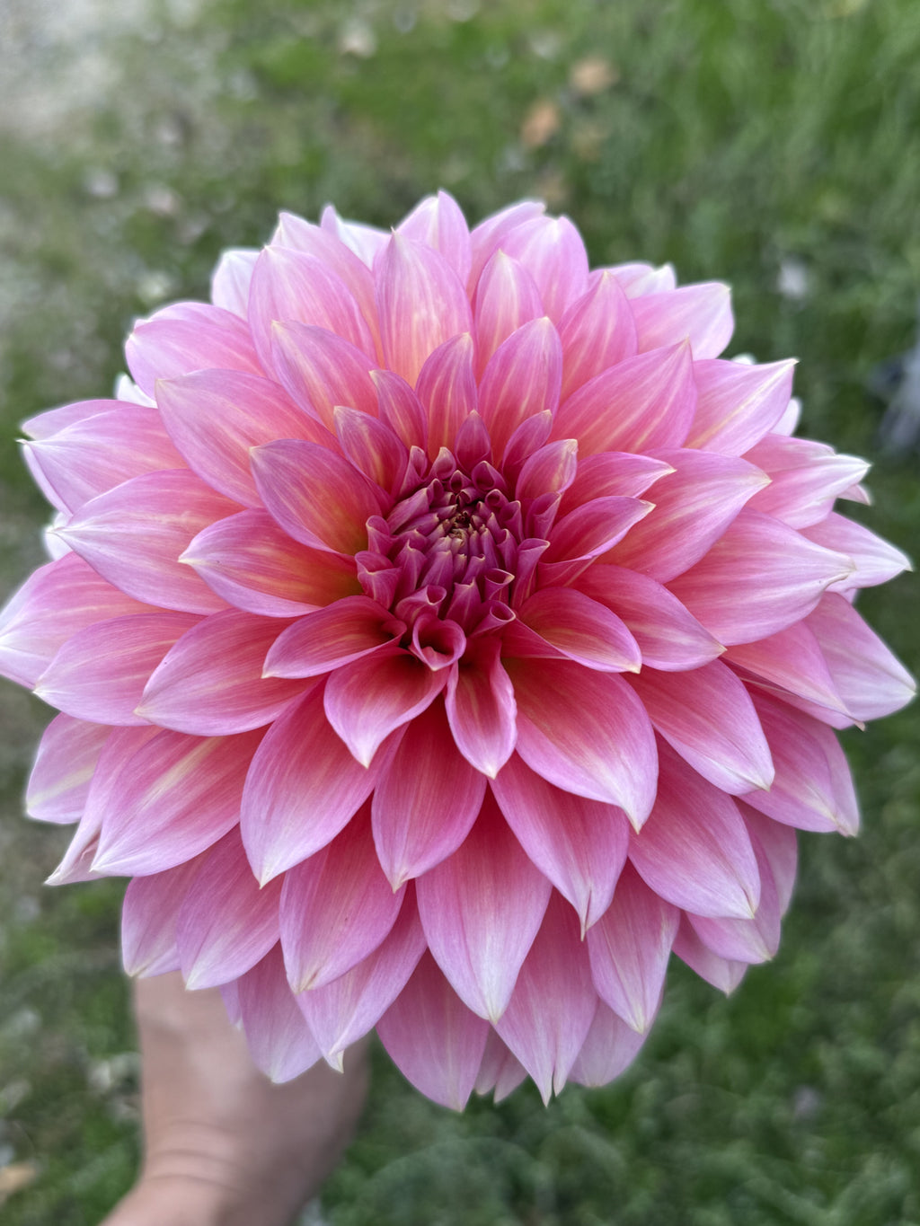 Mrs. Swanee Hunt dahlia