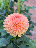 Ms. Honey dahlia