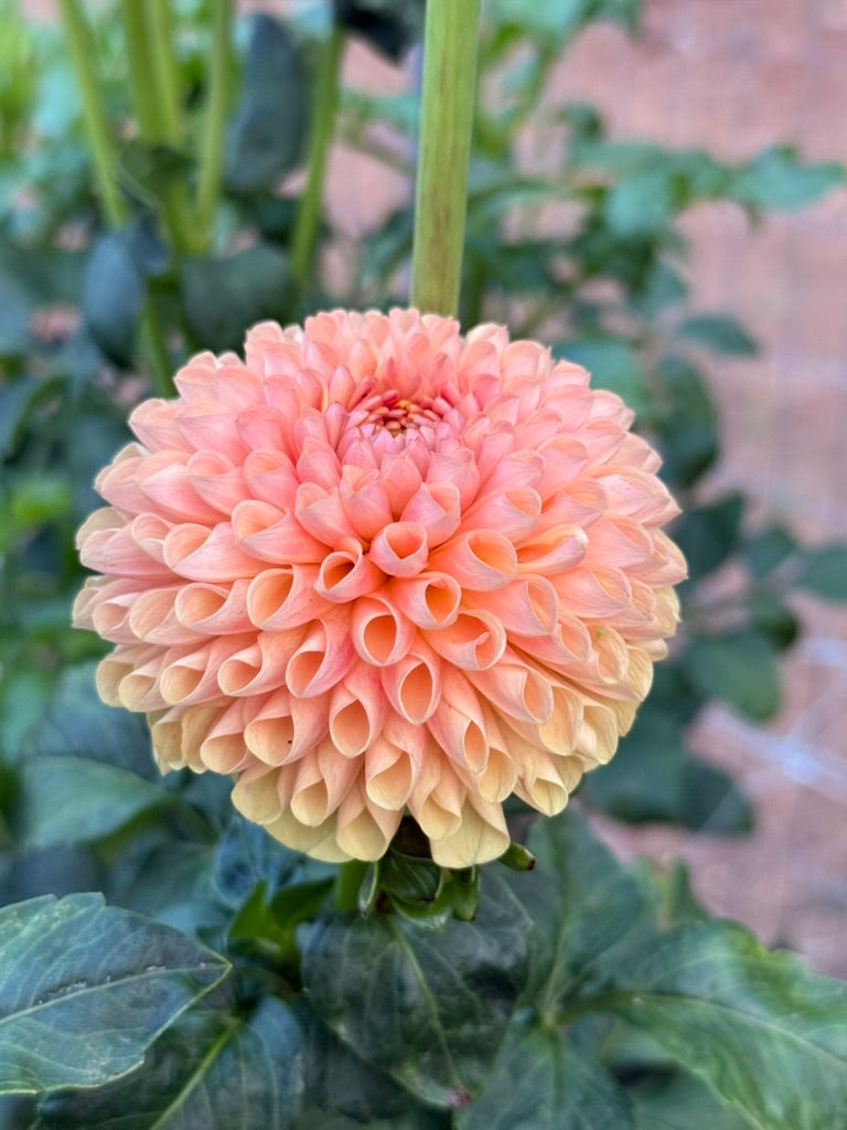 Ms. Honey dahlia