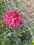Ms. Prissy dahlia