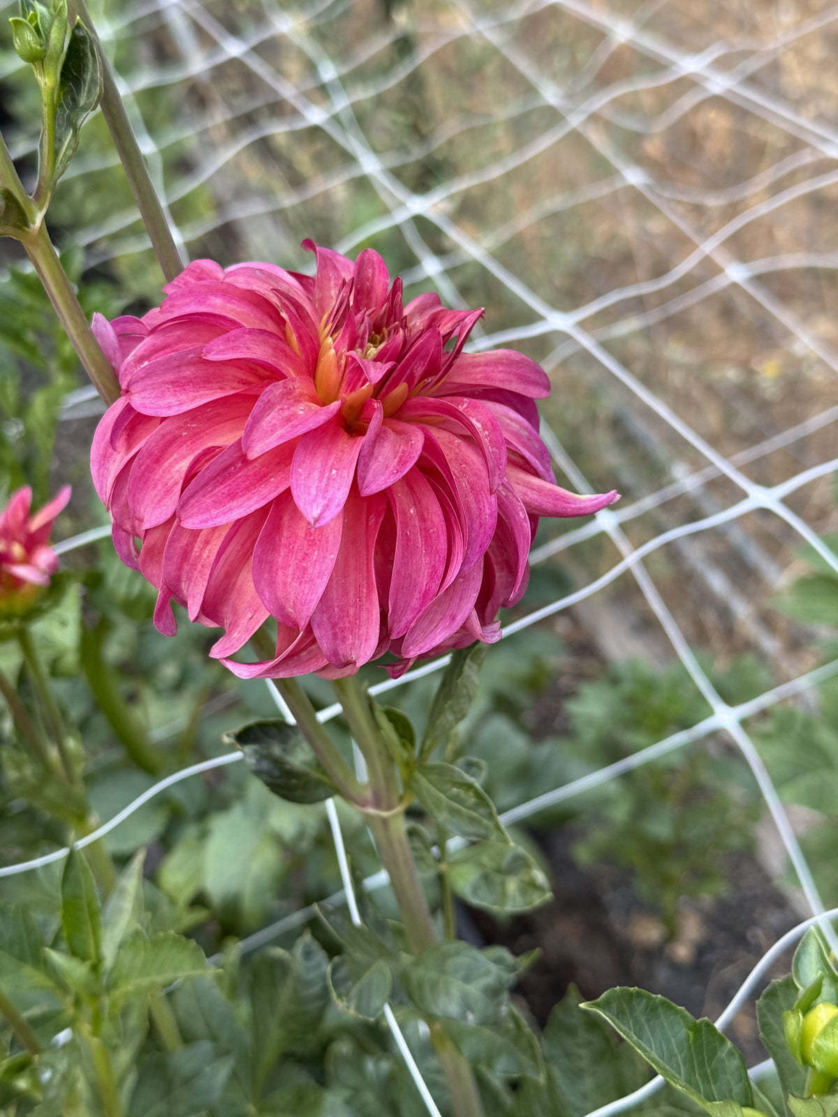 Ms. Prissy dahlia