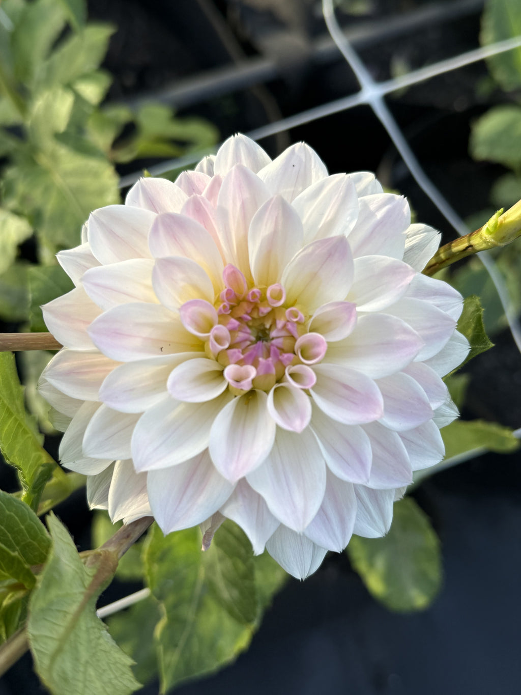Murmure dahlia