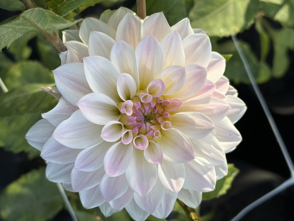Murmure dahlia