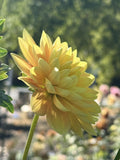 Olivia Marie dahlia