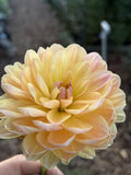 Oregon Sunset dahlia