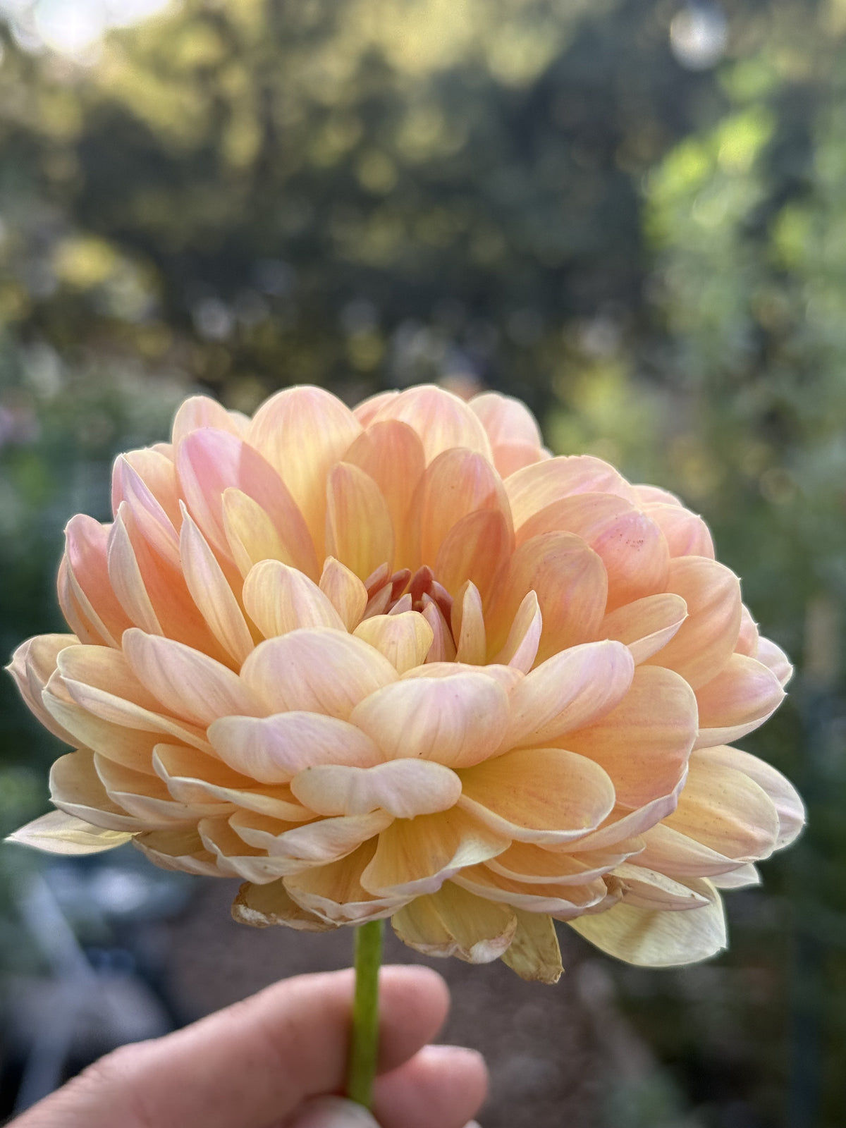 Oregon Sunset dahlia