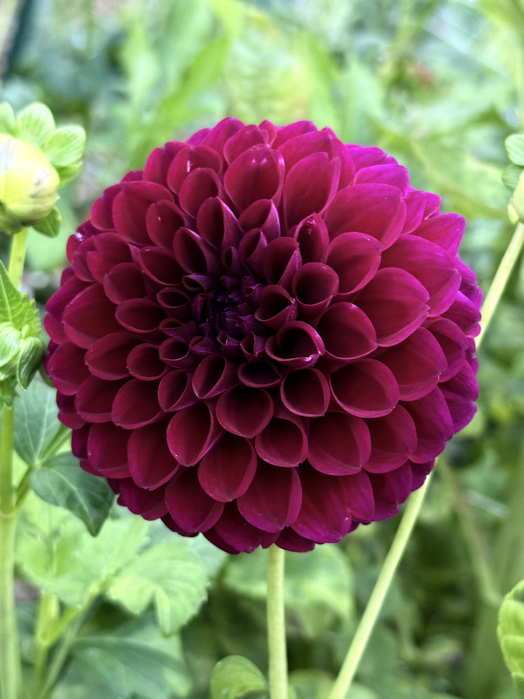 Paul Z dahlia