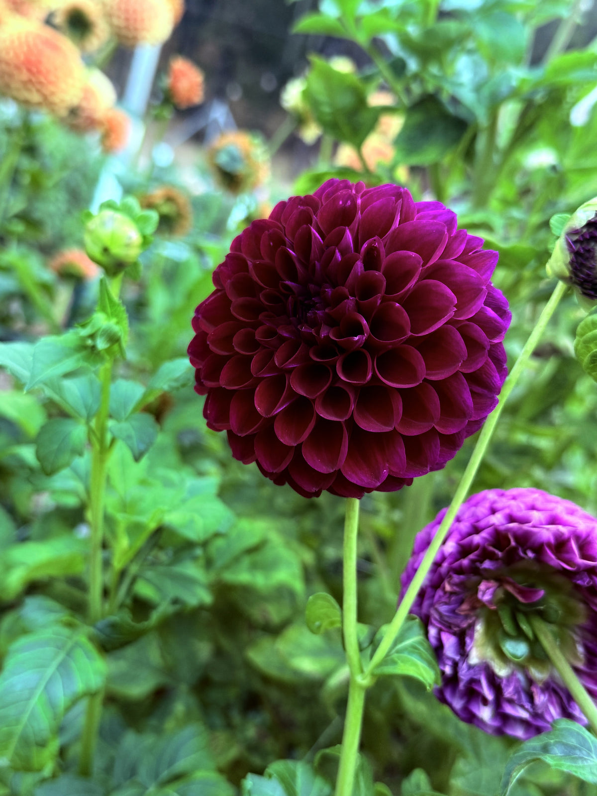 Paul Z dahlia