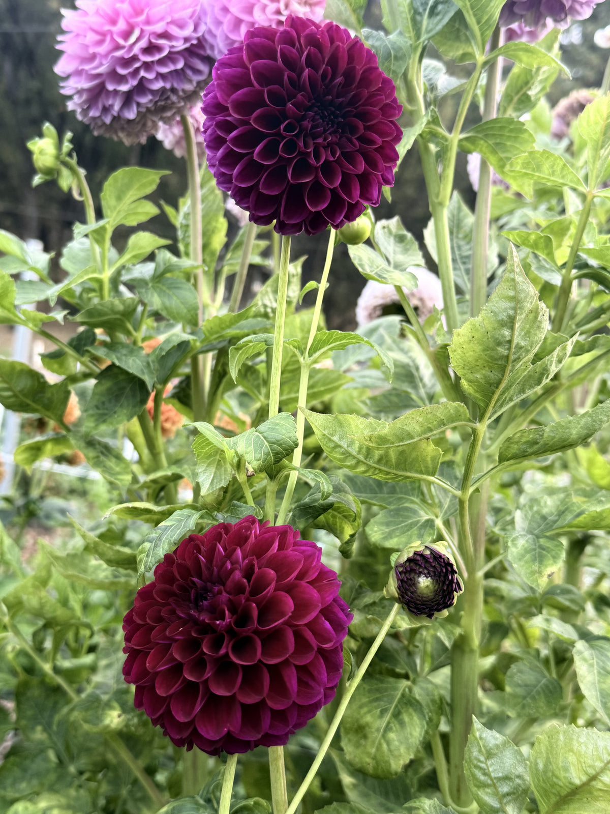 Paul Z dahlia