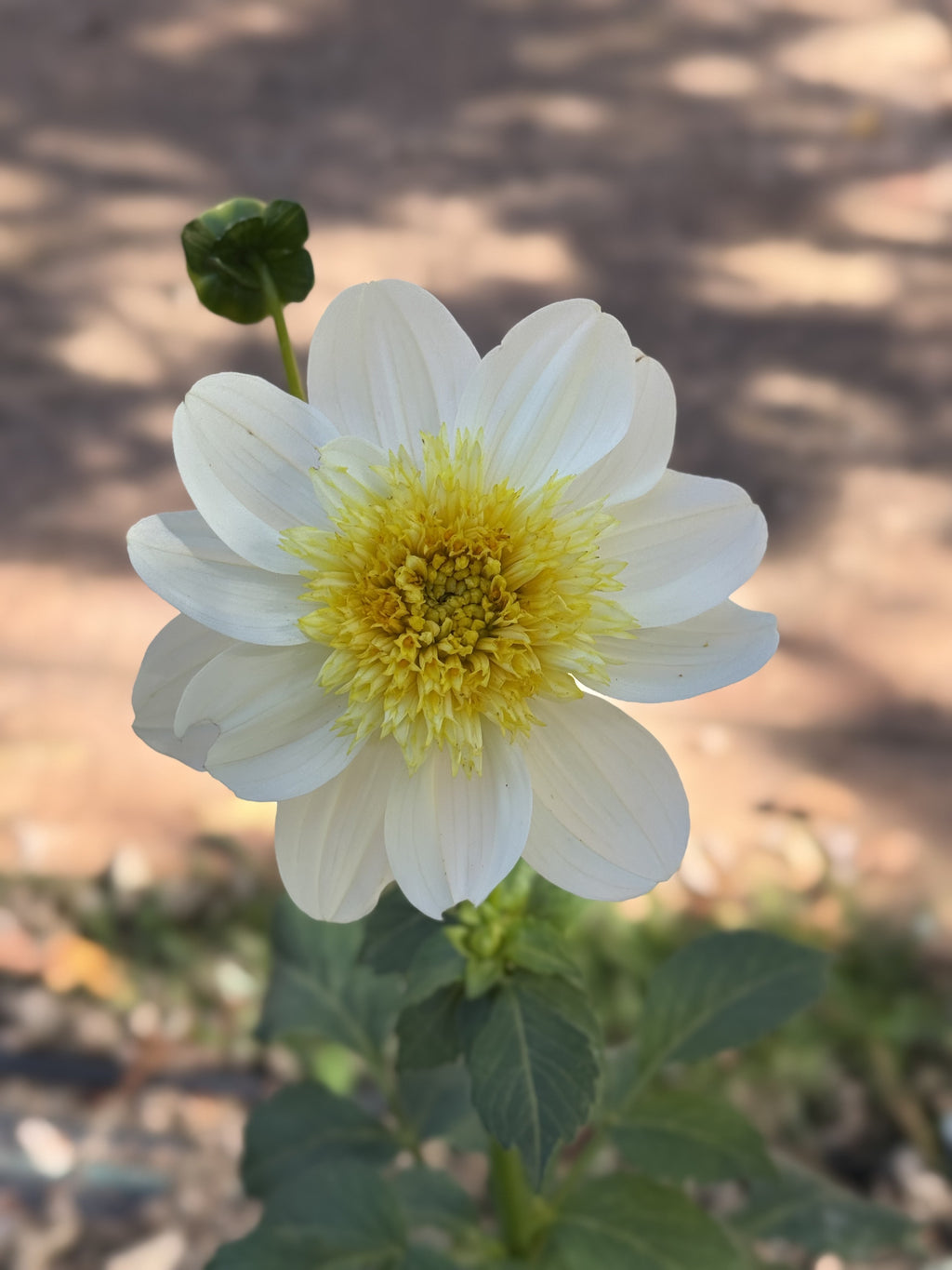 Platinum Blonde dahlia bloom in White with a creamy-yellow center – photo 1 of 2