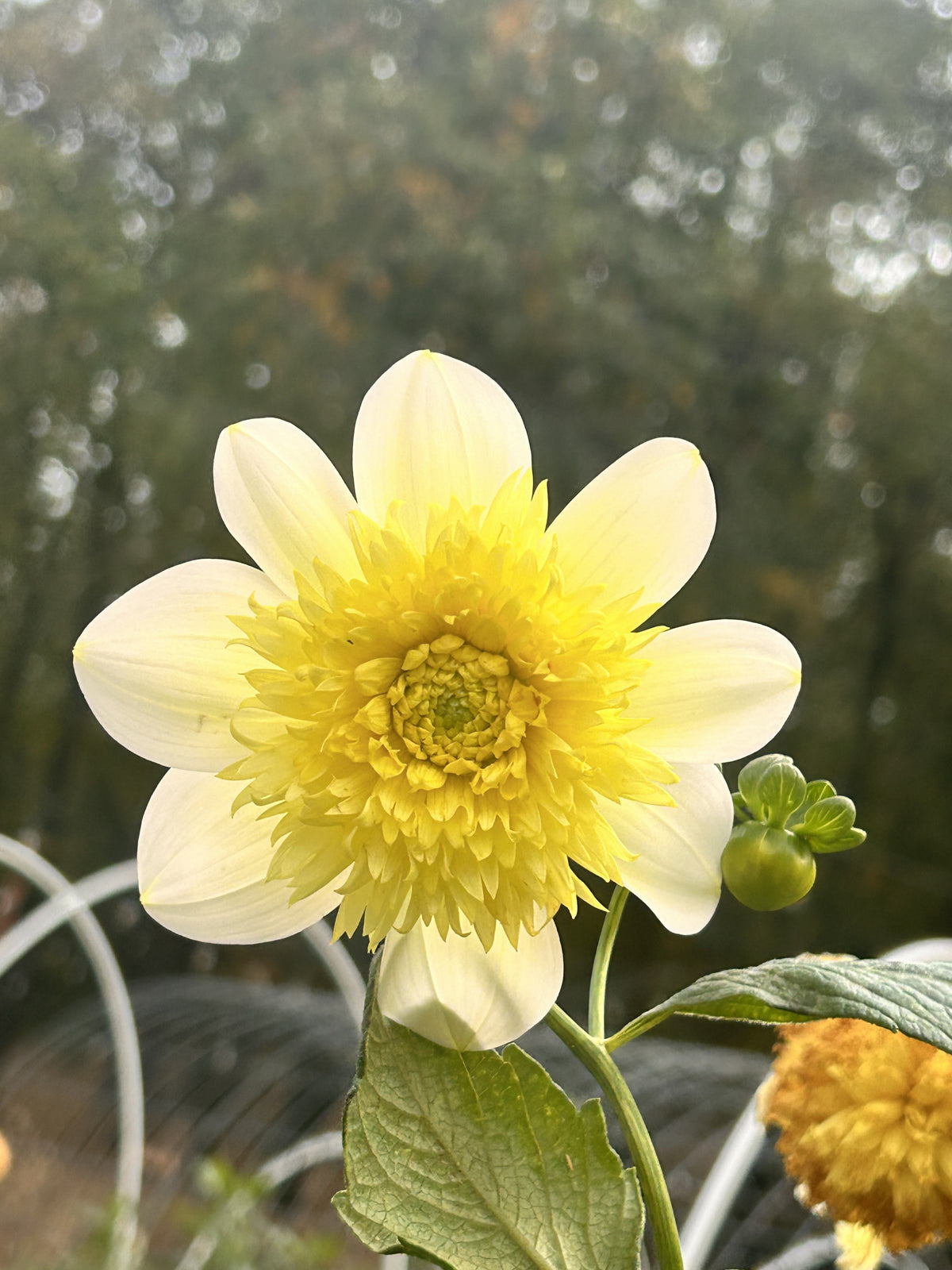 Platinum Blonde dahlia bloom in White with a creamy-yellow center – photo 2 of 2