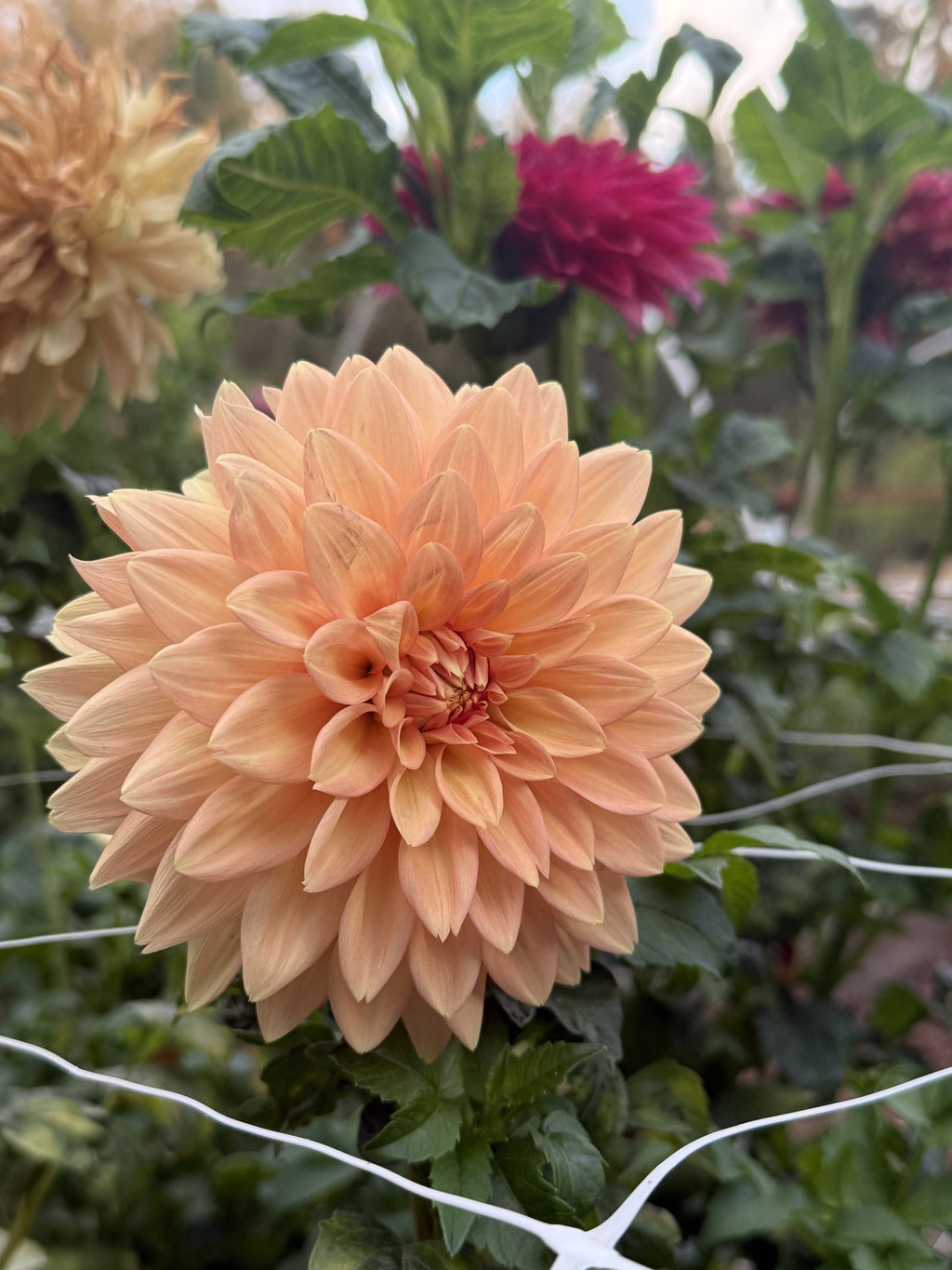 Peach Delight dahlia