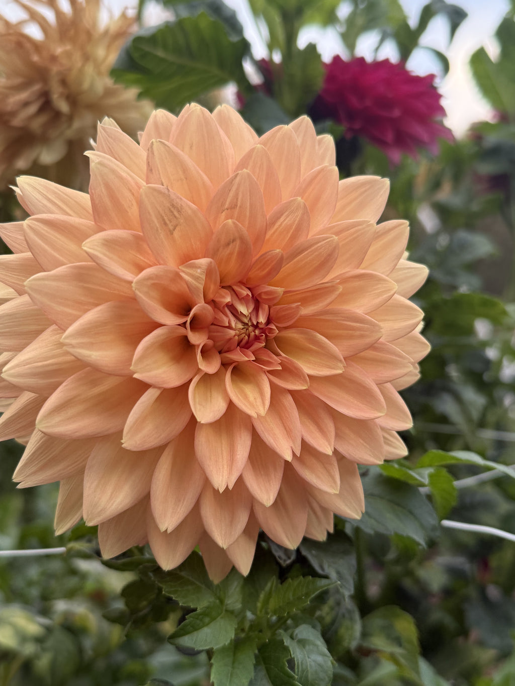 Peach Delight dahlia