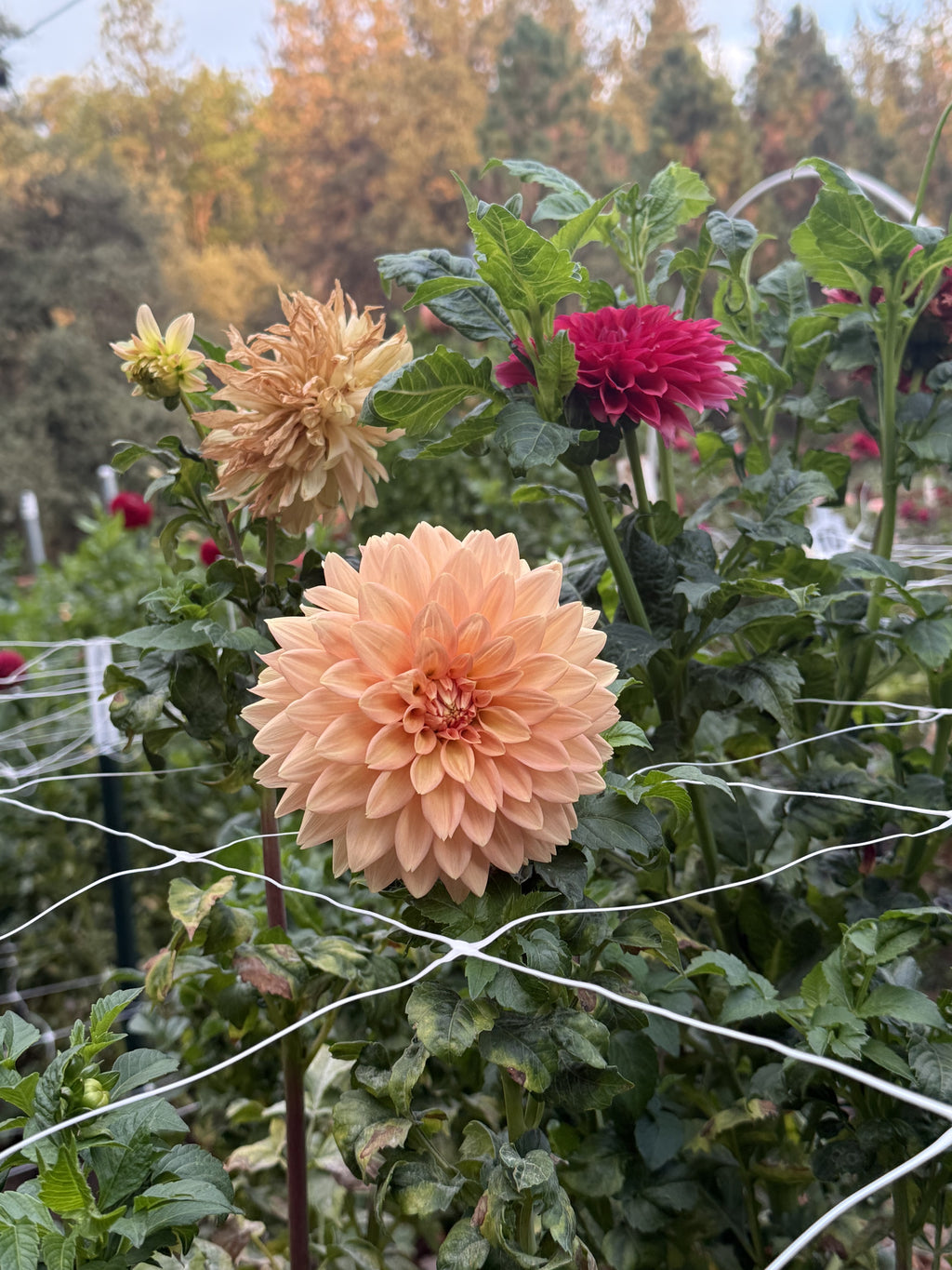 Peach Delight dahlia