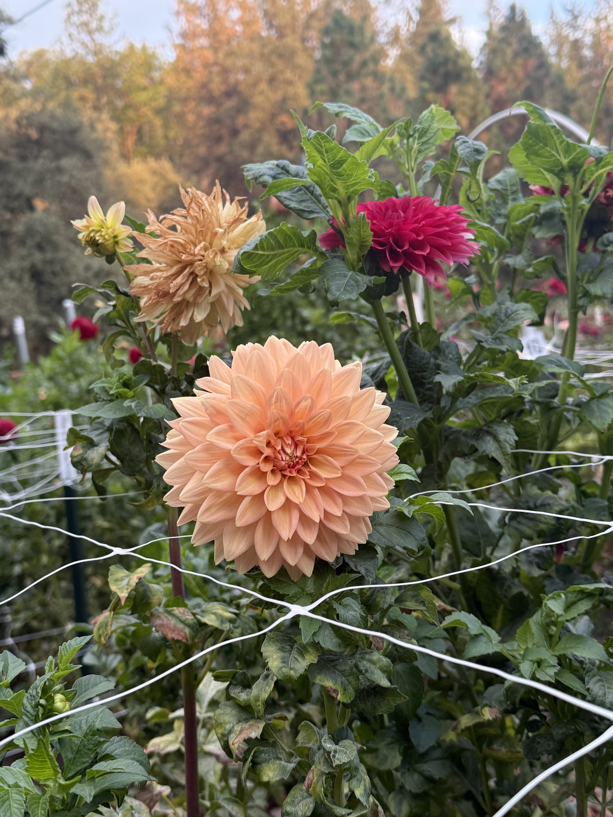 Peach Delight dahlia