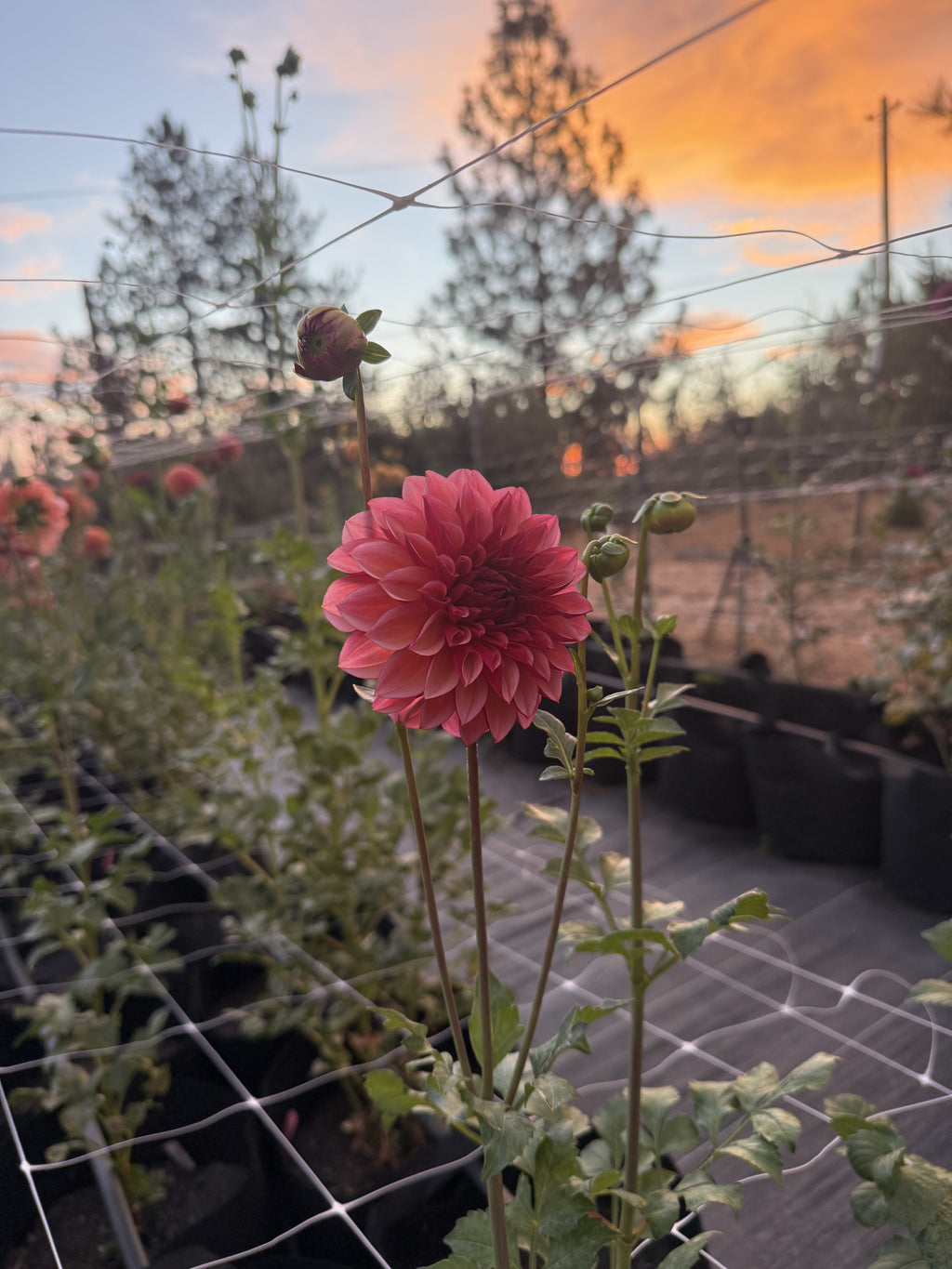 Peach Macaron dahlia