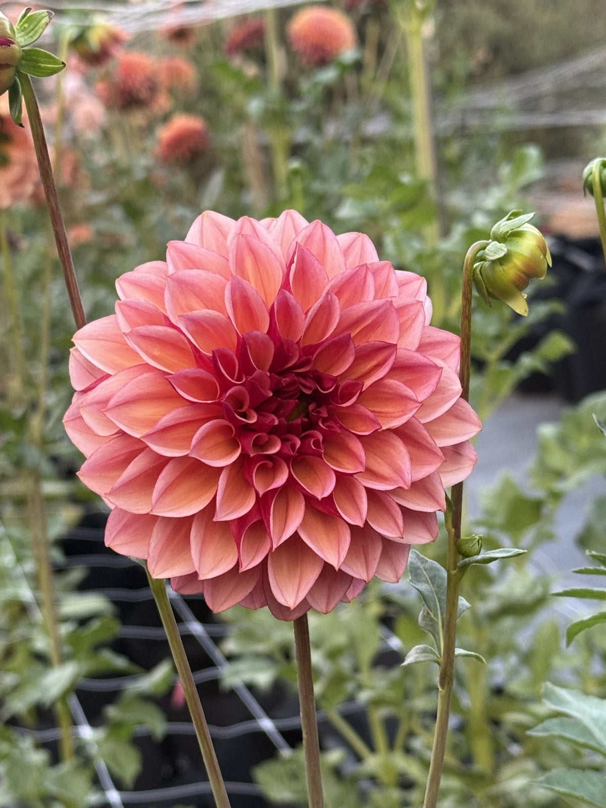 Peach Macaron dahlia