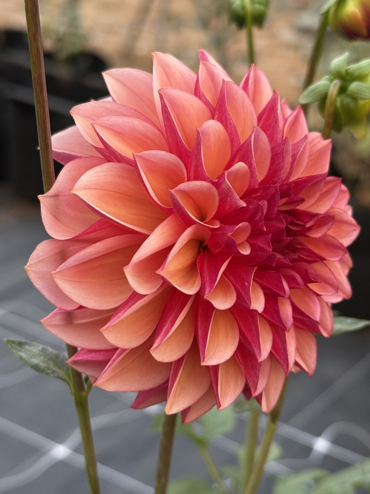 Peach Macaron dahlia