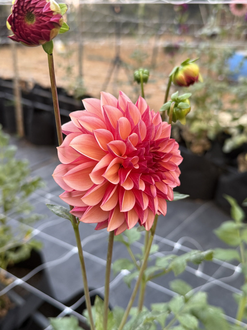 Peach Macaron dahlia