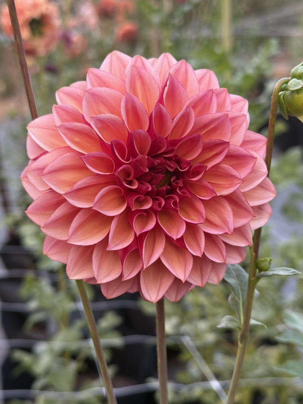 Peach Macaron dahlia