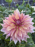 Penhill Dark Monarch dahlia