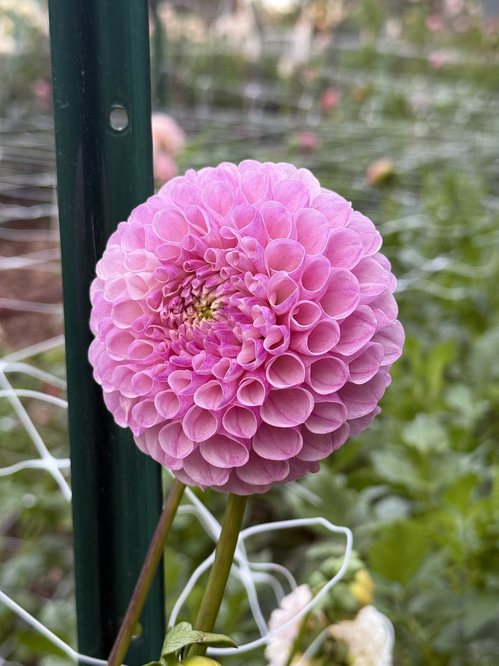 Pinnacle Mountain Marsha dahlia