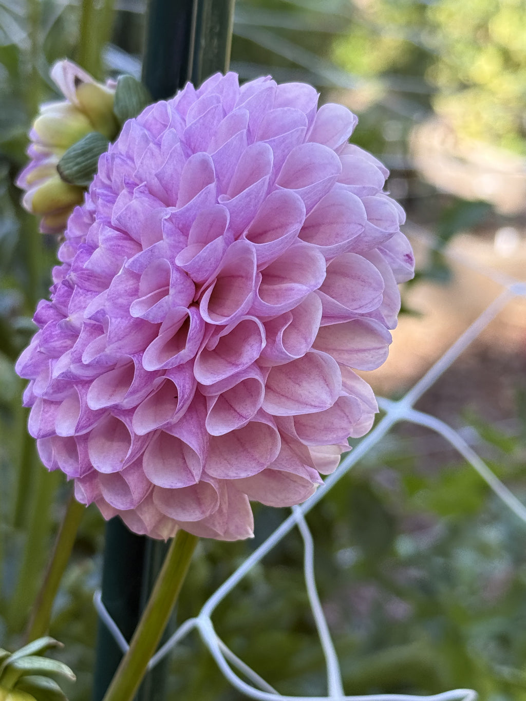 Pinnacle Mountain Marsha dahlia