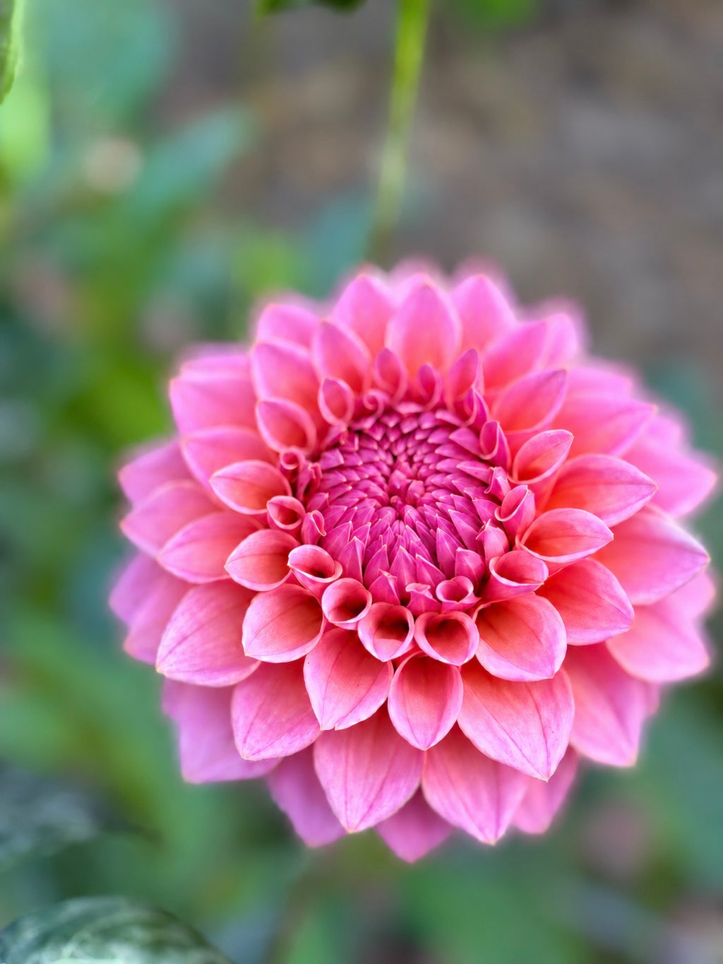 KA's Poppin Pink dahlia bloom in Pure pink – photo 1 of 2