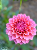 KA's Poppin Pink dahlia bloom in Pure pink – photo 1 of 2