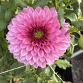 Restoring Eden Pinky Promise dahlia
