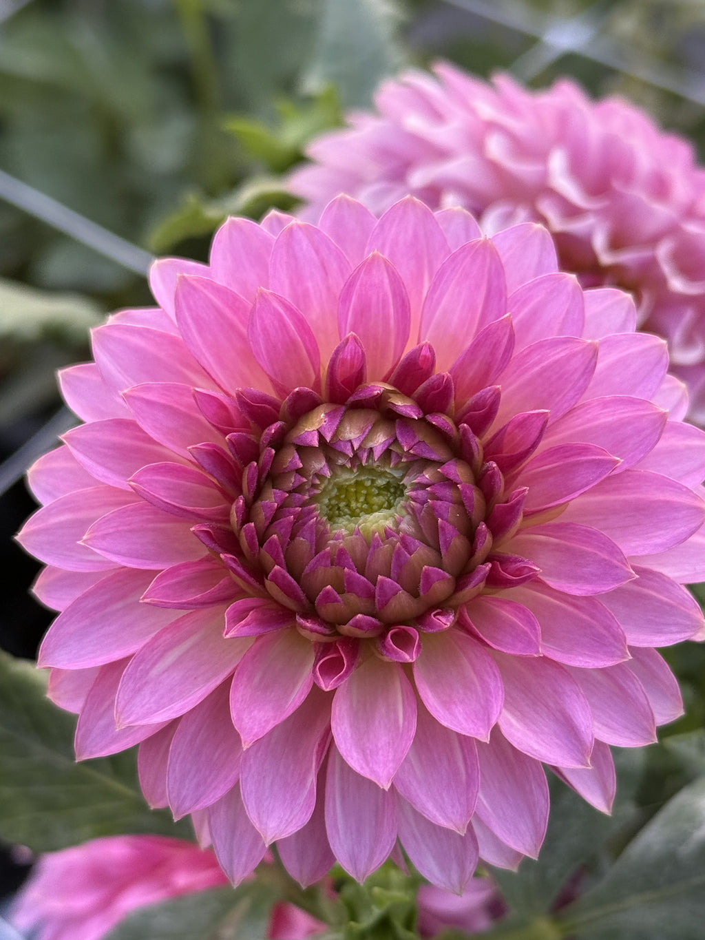 Restoring Eden Pinky Promise dahlia
