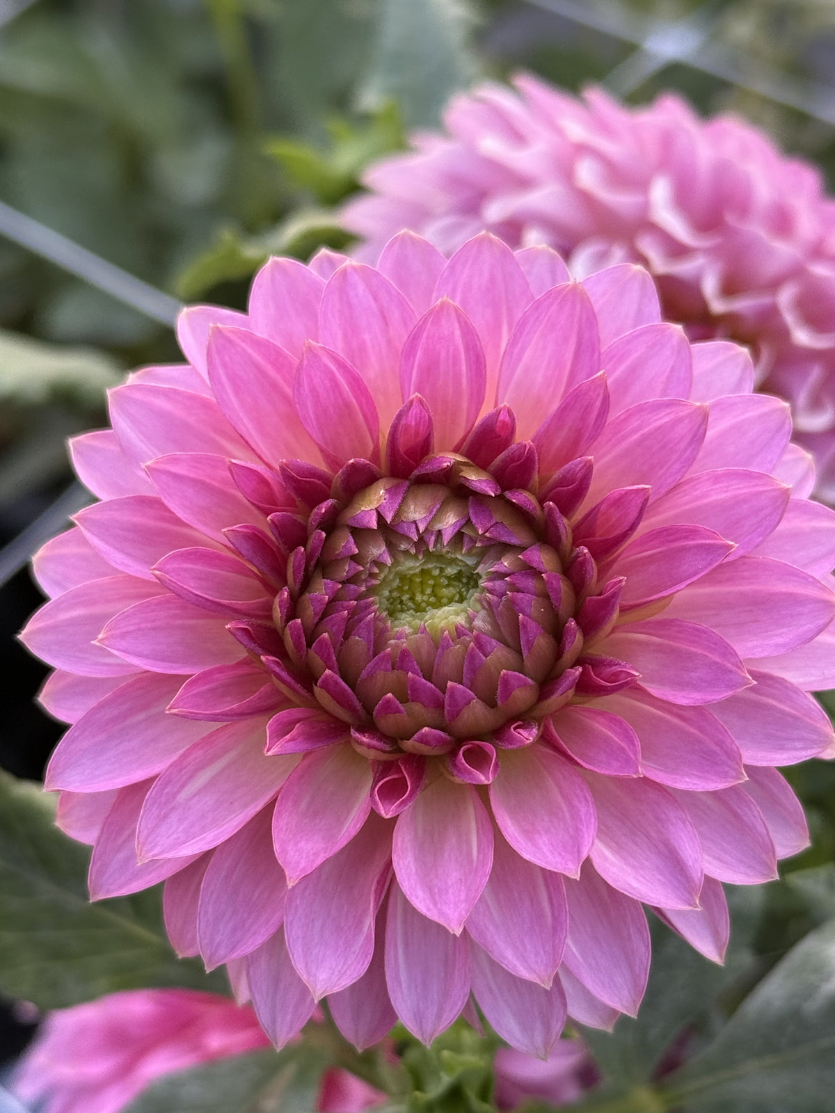 Restoring Eden Pinky Promise dahlia
