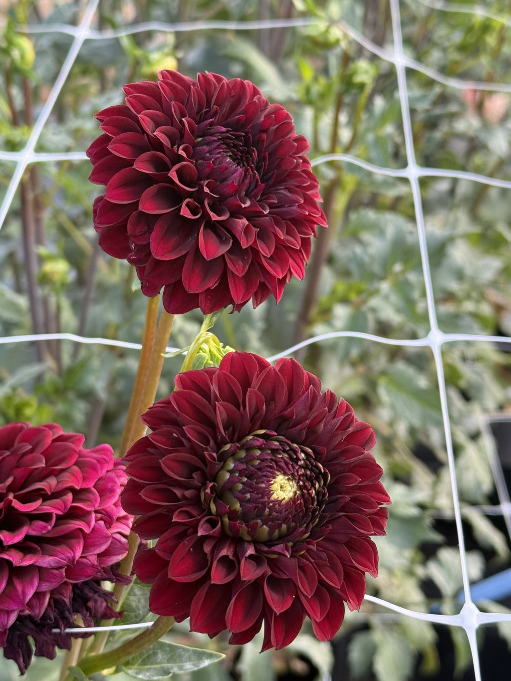 Rivers Carla dahlia