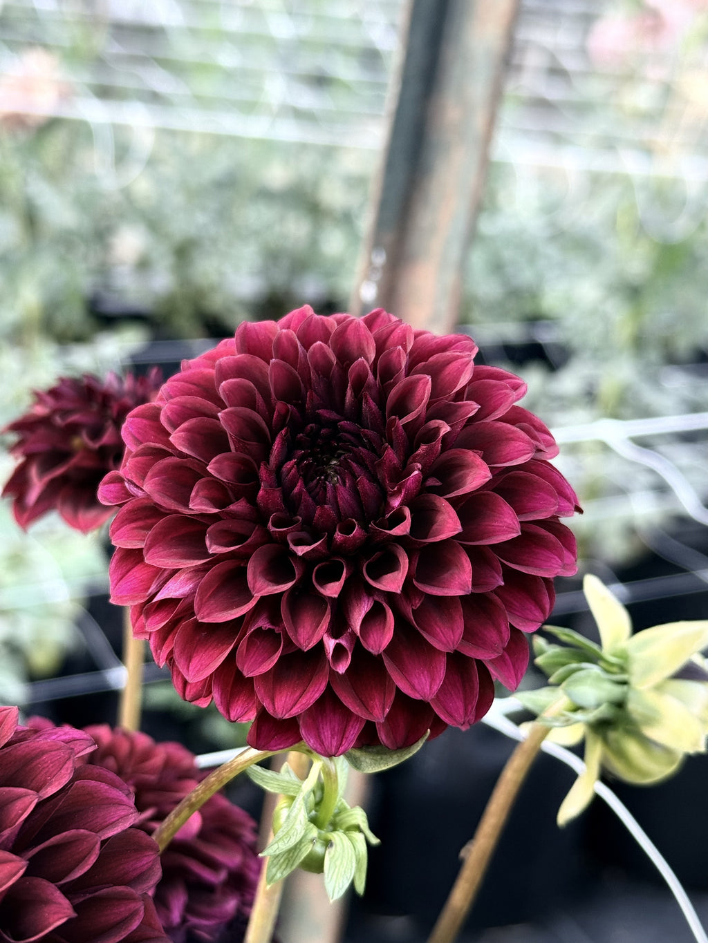 Rivers Carla dahlia