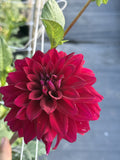 River's Cleopatra dahlia