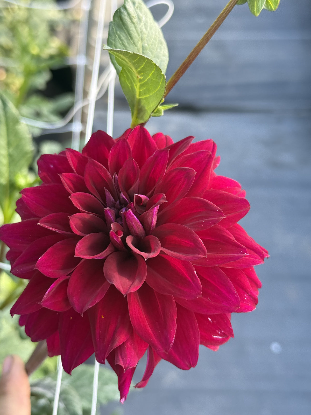 River's Cleopatra dahlia