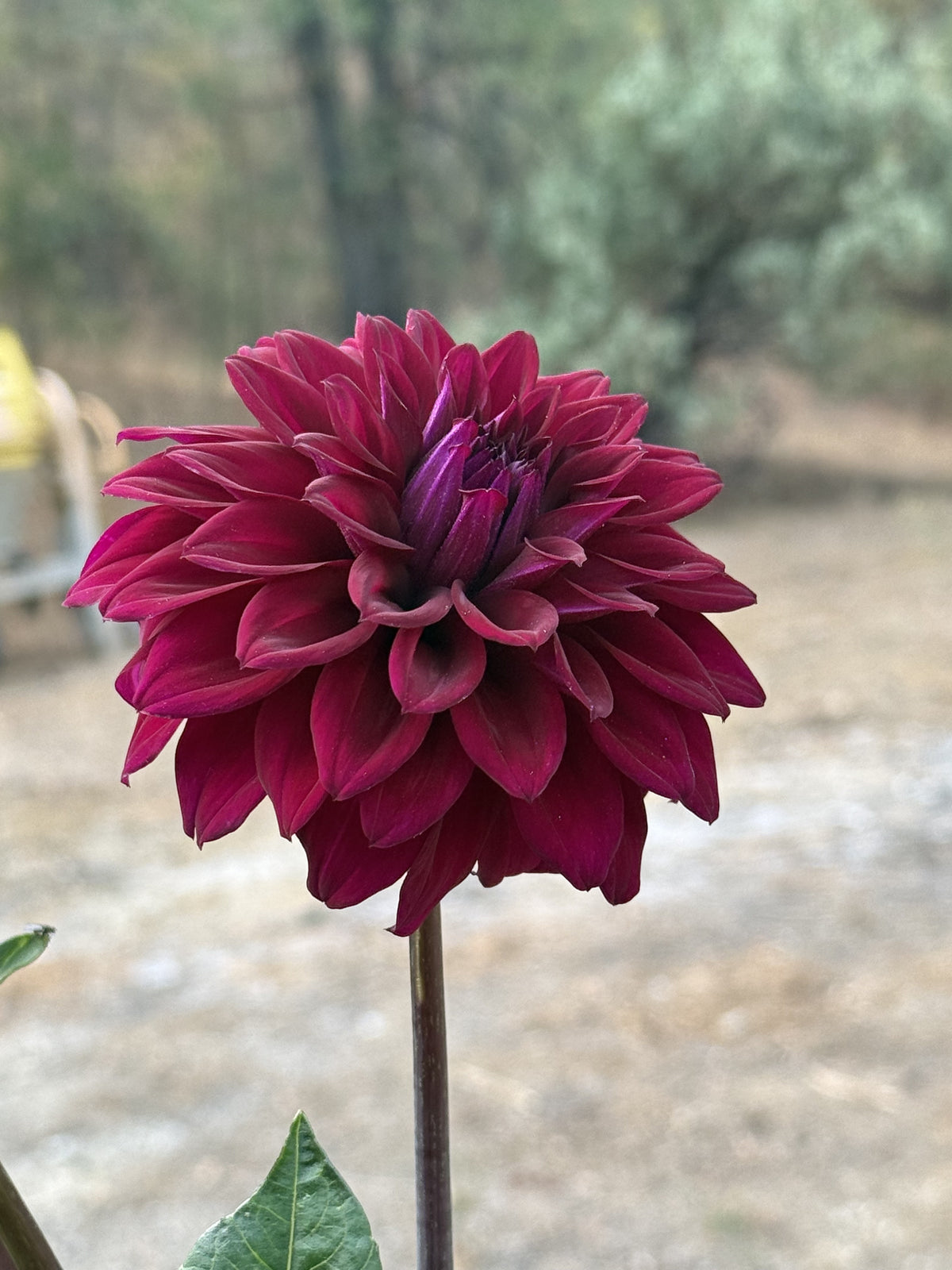 River's Cleopatra dahlia