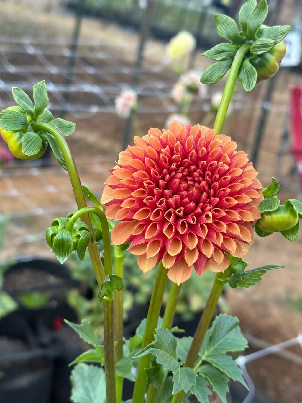 RM Autumn Harvest dahlia bloom in Apricot-gold with a deep wine-red center – photo 1 of 2