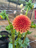 RM Autumn Harvest dahlia bloom in Apricot-gold with a deep wine-red center – photo 1 of 2