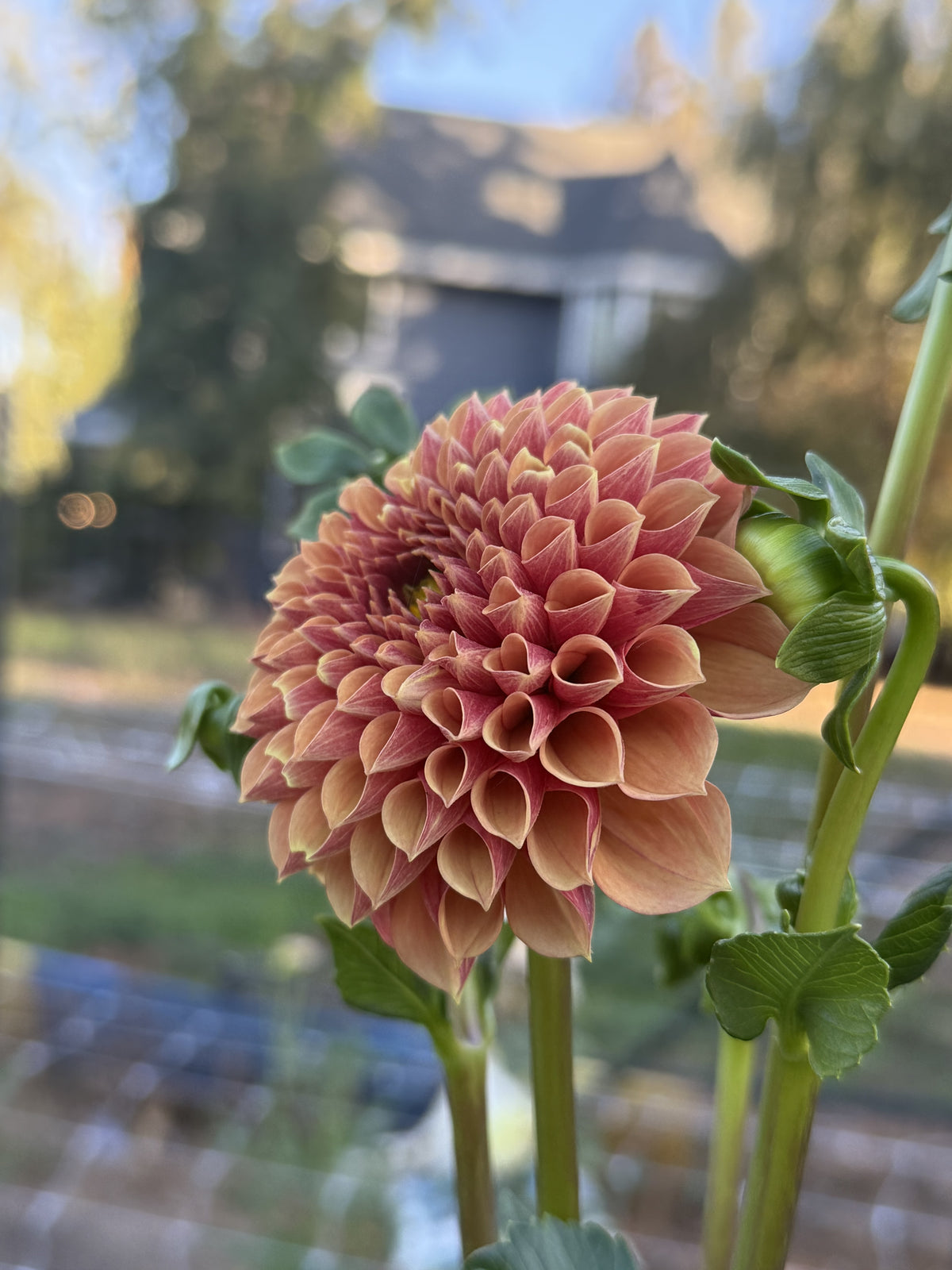 RM Autumn Harvest dahlia bloom in Apricot-gold with a deep wine-red center – photo 2 of 2